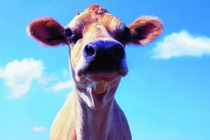 Novo vodstvo Udruge Baby beef: Prioritet je obnova devastiranog stočnog fonda