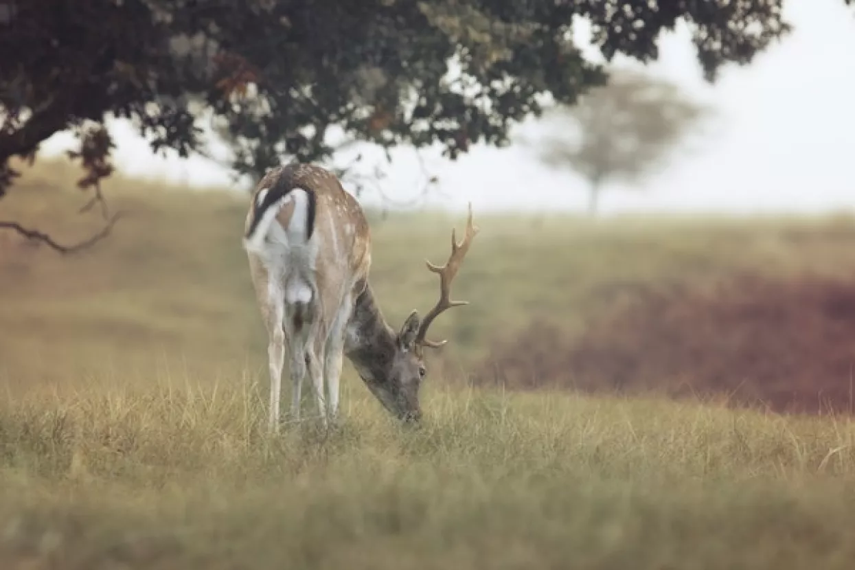 Izvanredna uprava Agrokora prikuplja ponude za izlov divljači u LG Moslavina