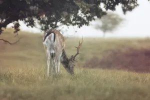 Izvanredna uprava Agrokora prikuplja ponude za izlov divljači u LG Moslavina