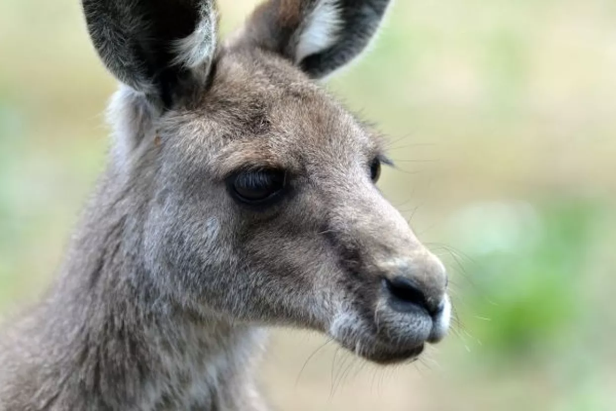 Vremešni klokan Dave artrozu liječi krioterapijom