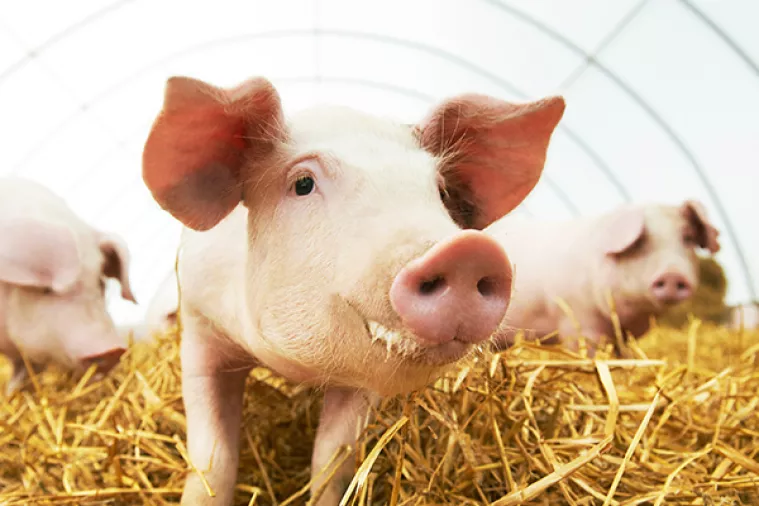 U 2017. povećan broj goveda, koza i peradi, a smanjen broj svinja