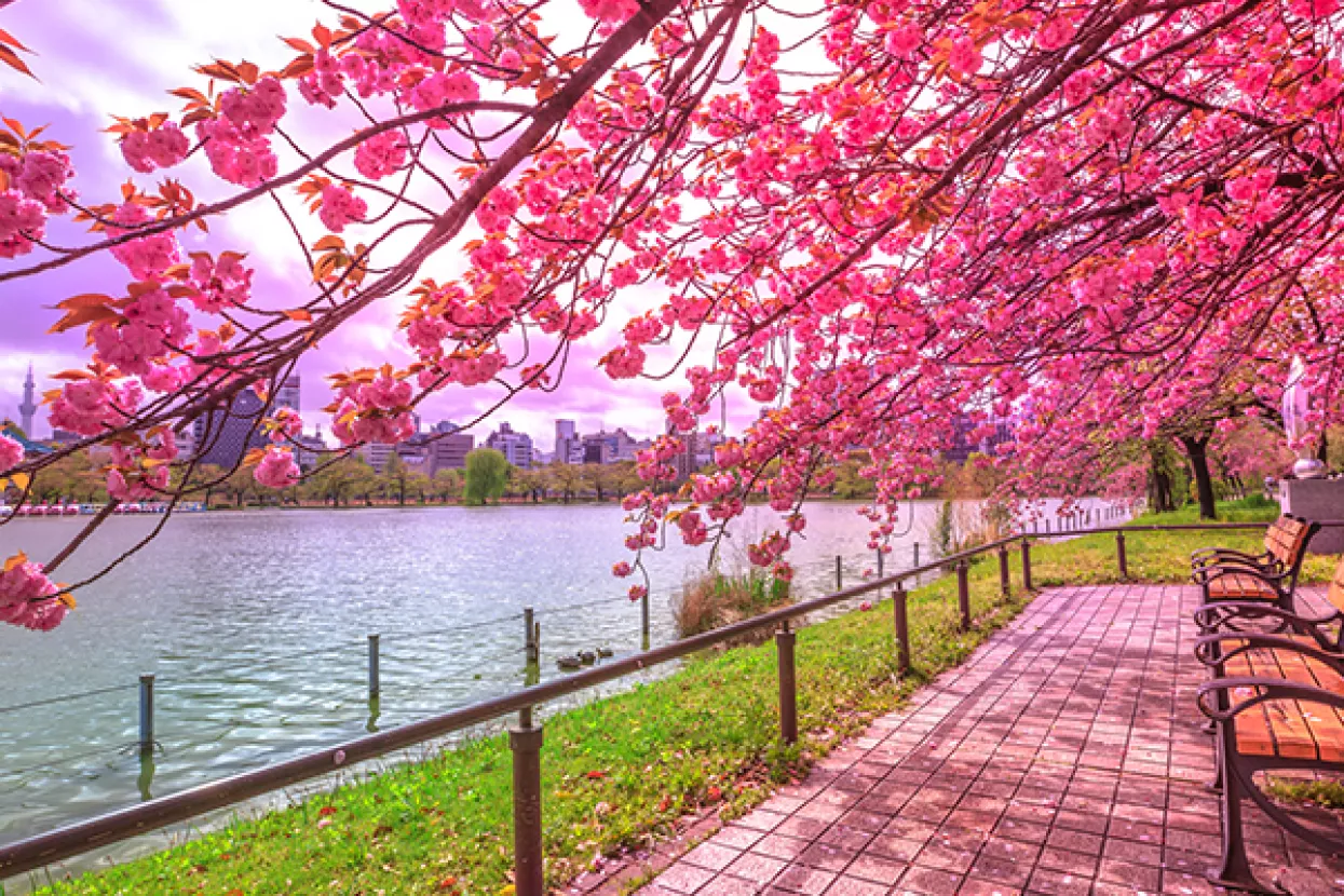 Procvale trešnje u Tokiju, počinje proslava proljeća