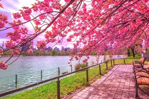 Procvale trešnje u Tokiju, počinje proslava proljeća