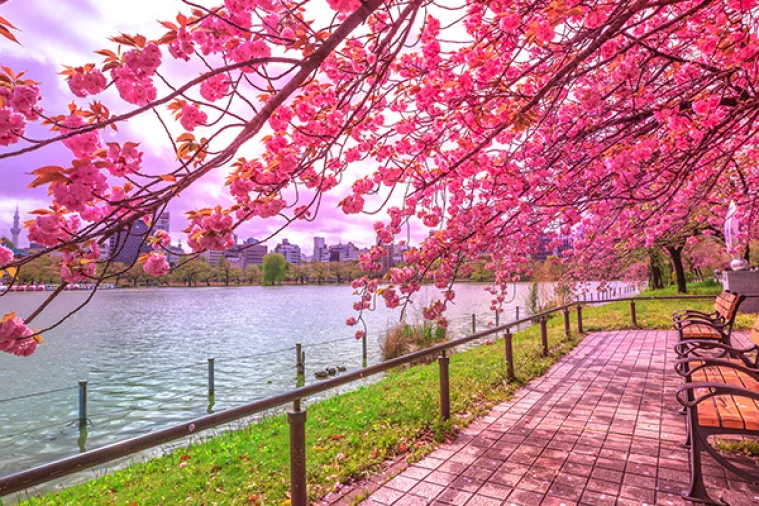 Procvale trešnje u Tokiju, počinje proslava proljeća