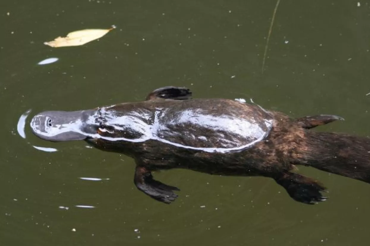 Jedinstvenim sastojkom mlijeko čudnovatog kljunaša prkosi superbakterijama