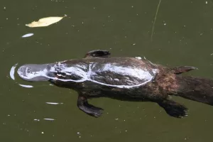Jedinstvenim sastojkom mlijeko čudnovatog kljunaša prkosi superbakterijama
