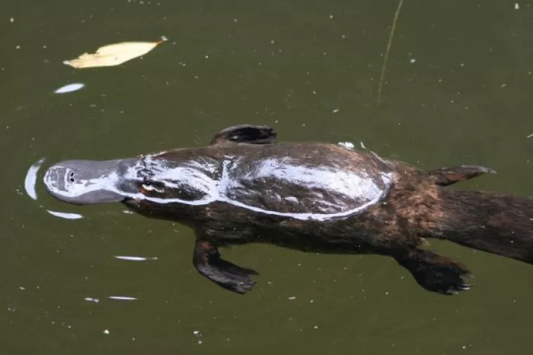 Jedinstvenim sastojkom mlijeko čudnovatog kljunaša prkosi superbakterijama