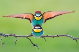 Sony World Photography Awards 2018: Hat-trick 'Oštrog oka' iz Goričana