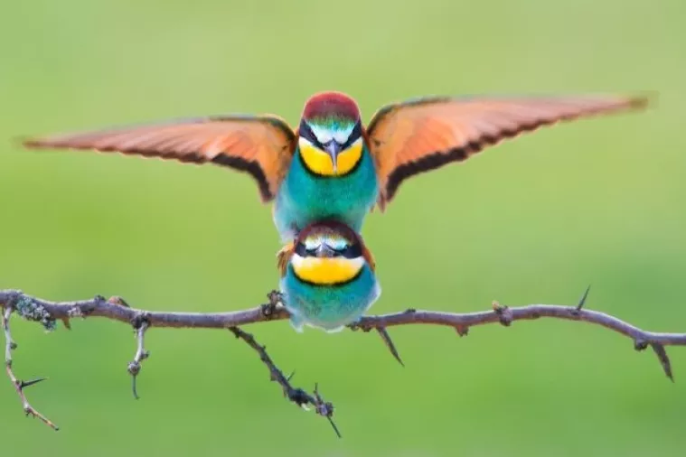 Sony World Photography Awards 2018: Hat-trick 'Oštrog oka' iz Goričana