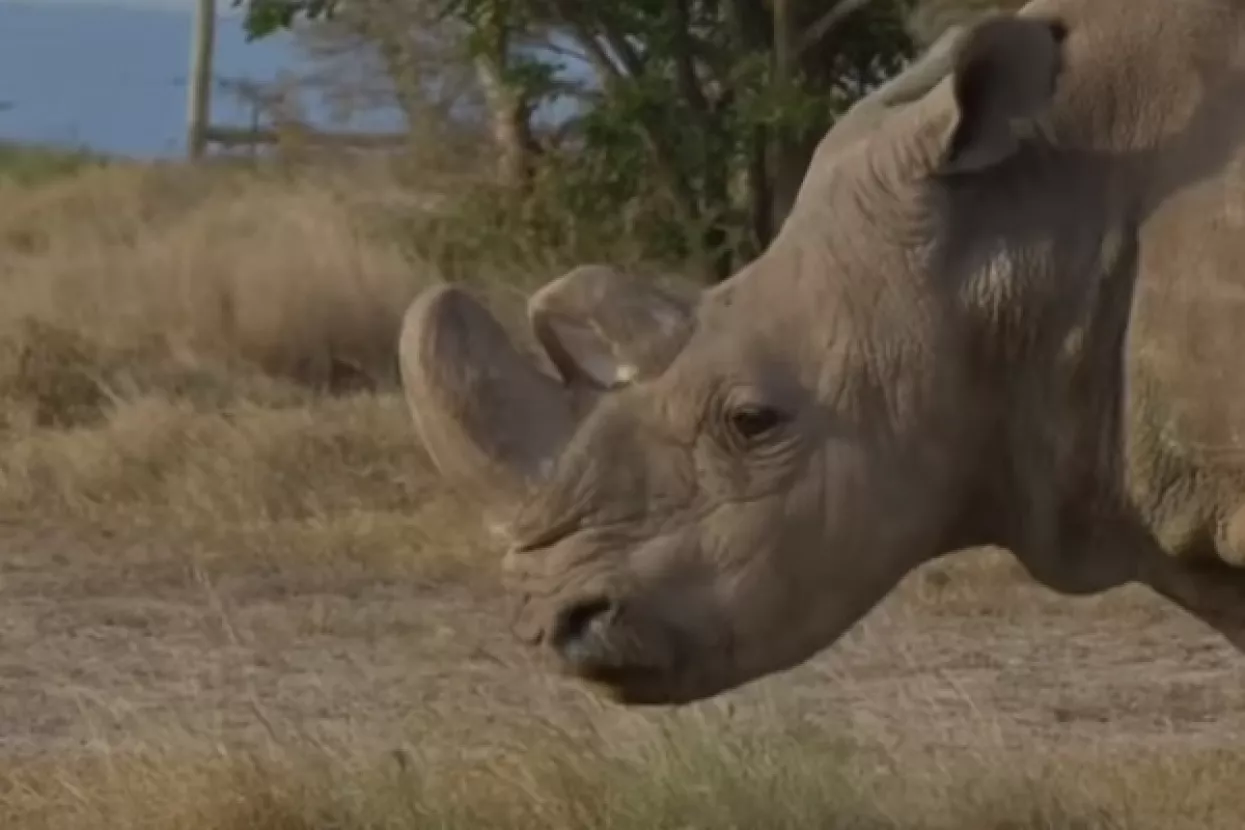 Uginuo Sudan, posljednji mužjak bijelog nosoroga na svijetu