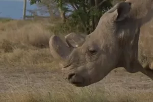 Uginuo Sudan, posljednji mužjak bijelog nosoroga na svijetu