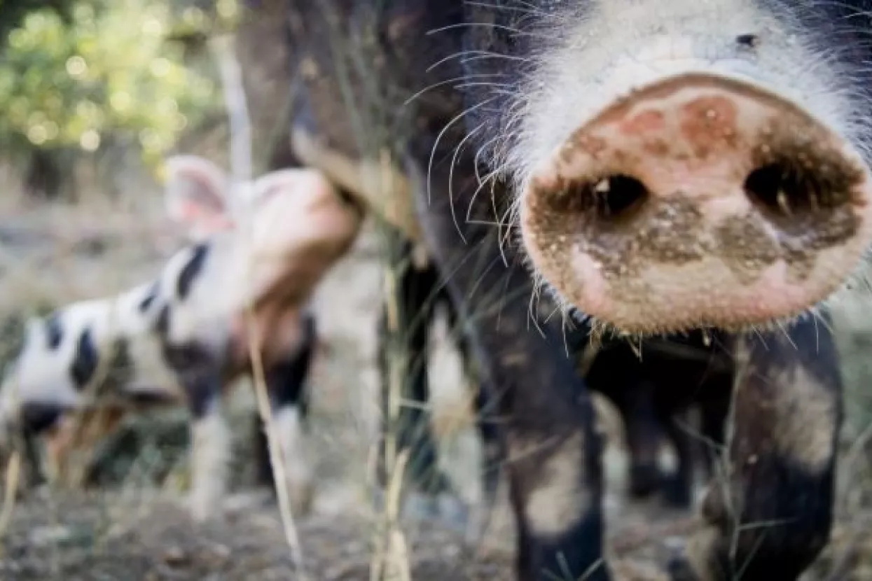 Danska se brani od svinjske gripe 70-kilometarskom ogradom na njemačkoj granici