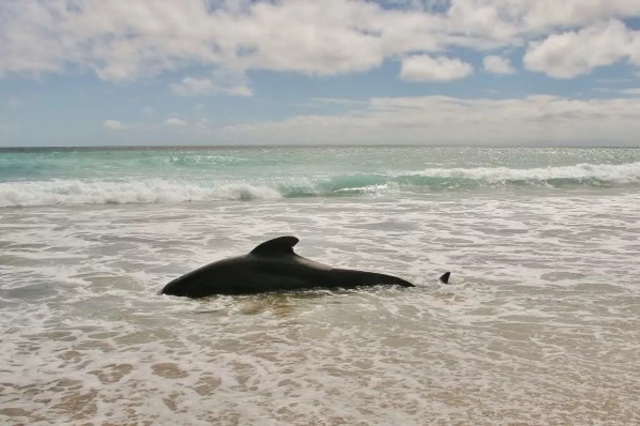 135 kratkoperajnih kitova nasukalo se i uginulo u australskom zaljevu Hamelin