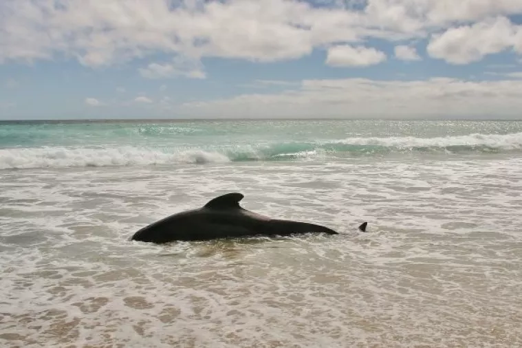 135 kratkoperajnih kitova nasukalo se i uginulo u australskom zaljevu Hamelin