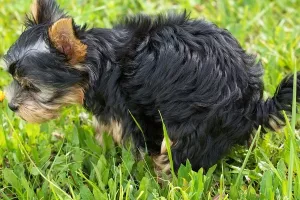 Njemačka: Svađa zbog psa eskalirala do točke kad su proradili pištolji i suzavac