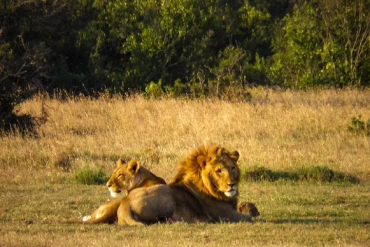 Upozorenje svjetskih znanstvenika: Ušli smo u novu eru 'masovnog izumiranja'