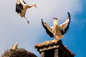 Klepetan je Malenoj sletio prljav i crn, odmah su se počeli maziti