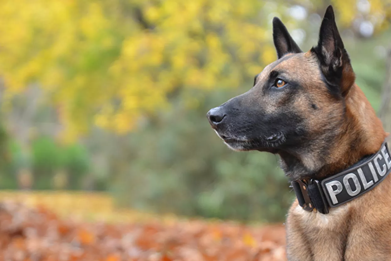 Policijski psi stres i tjeskobu rje&scaron;avat će glazbom
