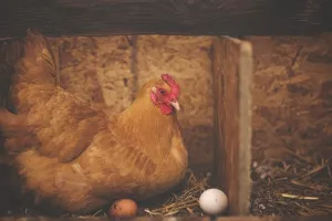 Neke koke nesu za Uskrs, neke za znanost