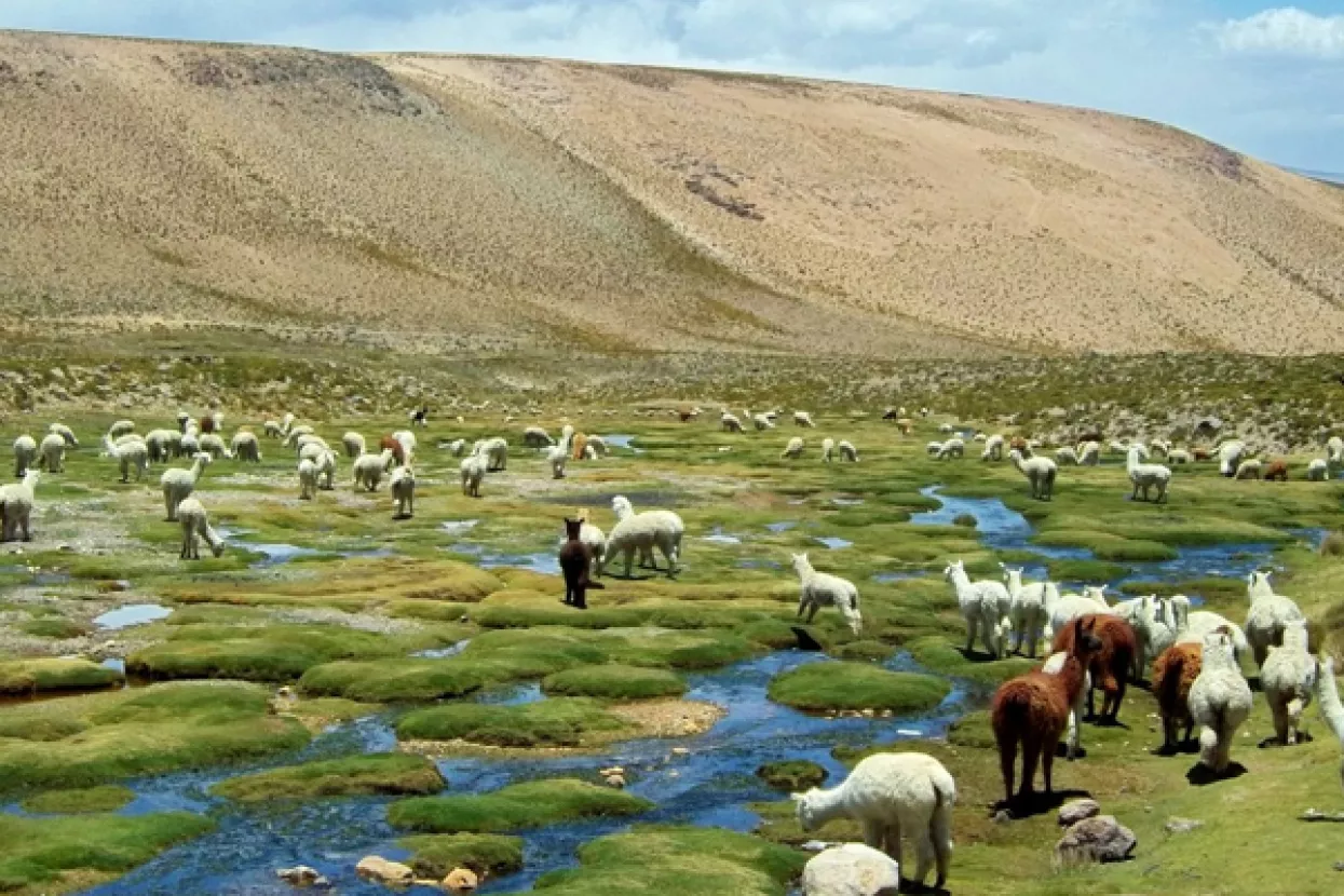 Hiperprodukcija narušava kvalitetu andske superhrane