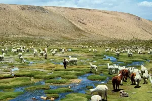 Hiperprodukcija narušava kvalitetu andske superhrane