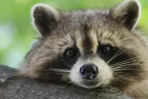 Urbana džungla na ulicama New Yorka