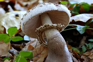 Otrovni eksponati: Vještičino srce, kopitar, žilasta tavica, sotonsko biće i pseća bljuvotina