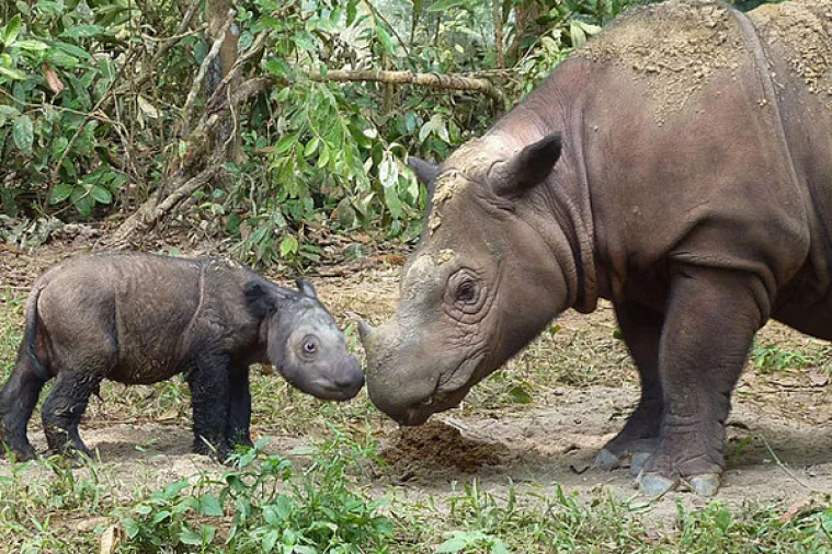 Ugrožene vrste plaćaju danak za šarlatanstvo i nadriliječništvo