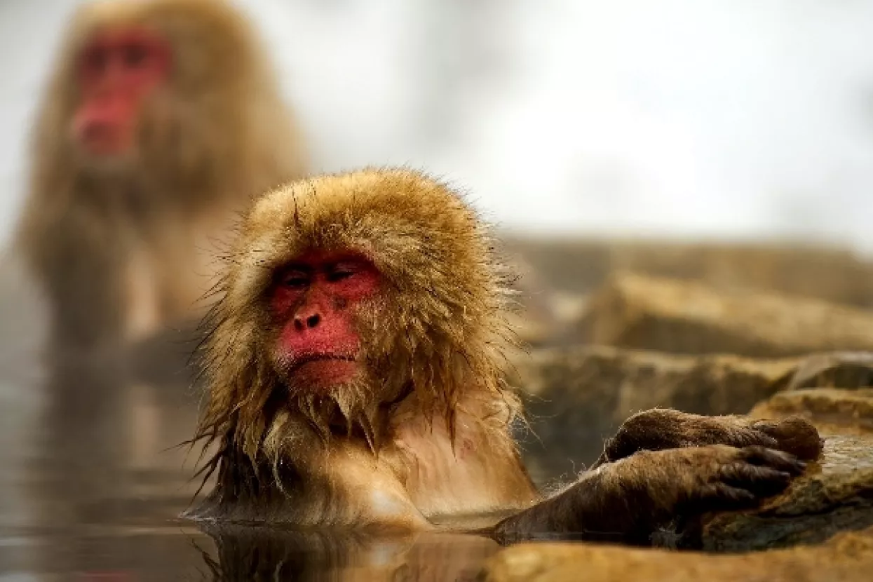 VIDEO: I majmuni se stresa rje&scaron;avaju u wellnessu