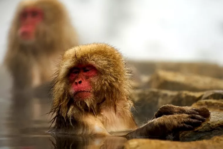 VIDEO: I majmuni se stresa rješavaju u wellnessu