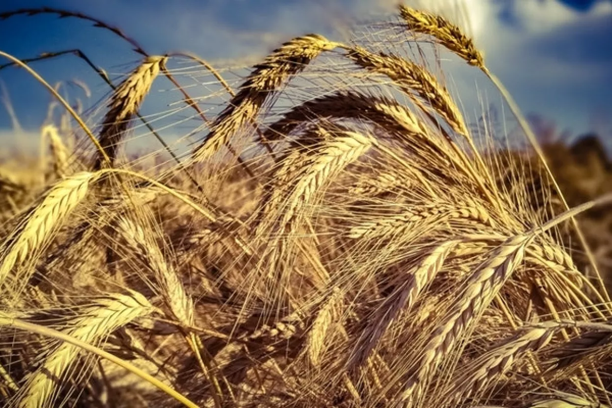 FAO indeks: U ožujku porasle cijene hrane