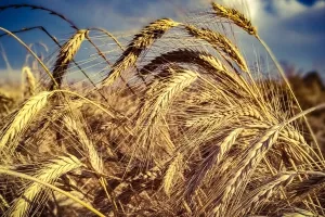 FAO indeks: U ožujku porasle cijene hrane