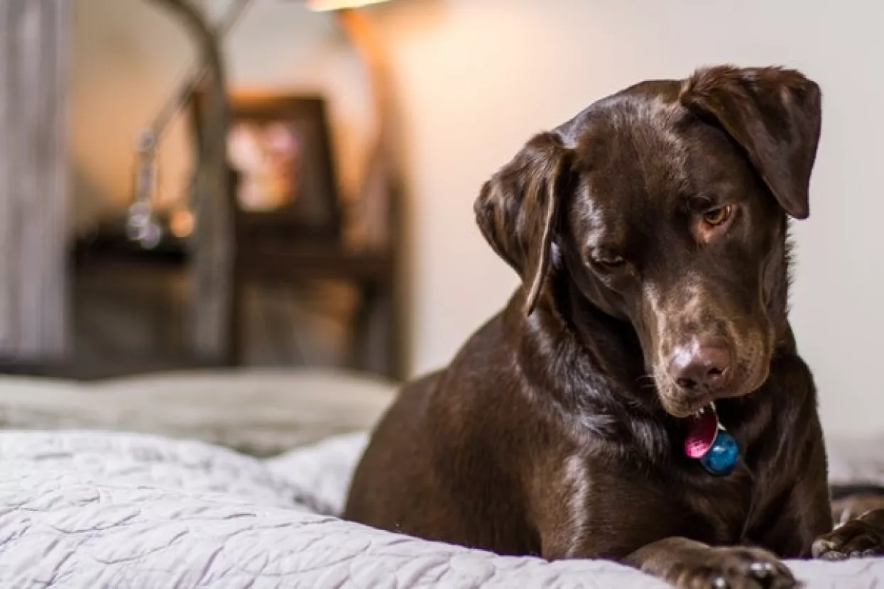 Vinkovački azil pokreće medijsku kampanju za udomljavanje pasa