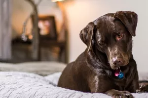 Vinkovački azil pokreće medijsku kampanju za udomljavanje pasa