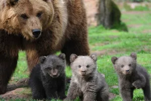 Medvjedice dulje brinu za mladunčad kako bi se spasile od lovaca