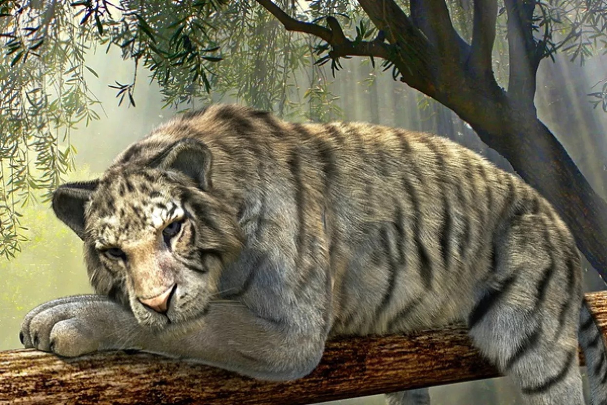 Popularnost životinja iz džungle stvara lažnu percepciju o njihovoj populaciji