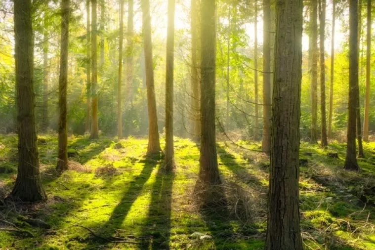 Splitski SDP traži 'lokalne šume', novu kategoriju vlasništva