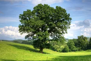 Macron daruje Trumpu 'simbol trajnosti prijateljstva' da ga posadi u vrtu Bijele kuće