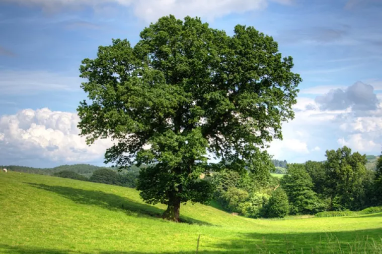 Macron daruje Trumpu 'simbol trajnosti prijateljstva' da ga posadi u vrtu Bijele kuće