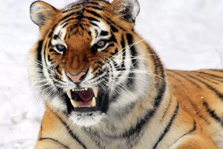 Tigar Igor liječi kuk matičnim stanicama