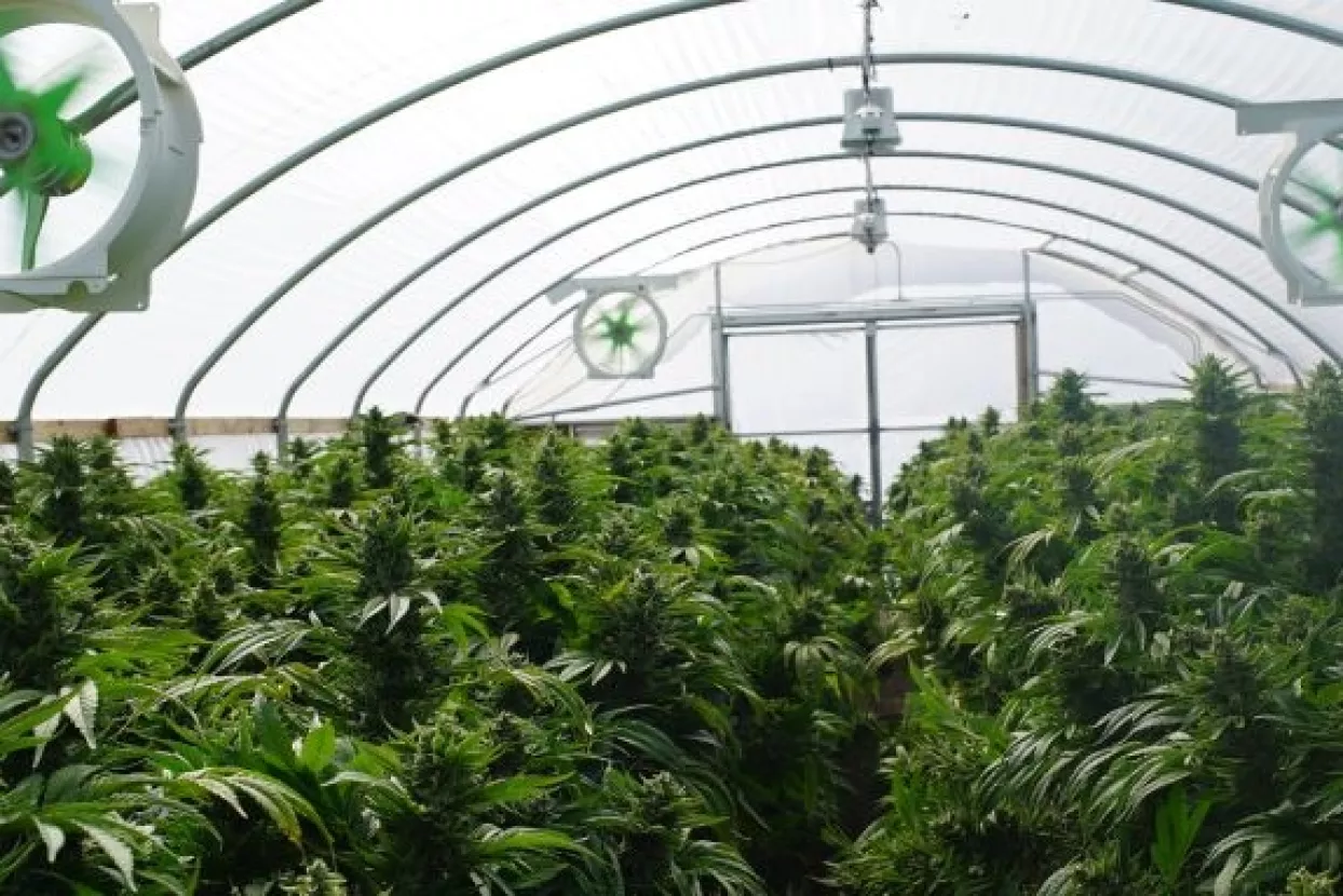 Osamdesetogodišnjaka 'opalila po džepu' plantaža marihuane najmoprimca