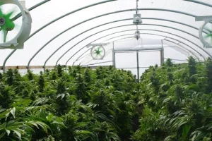 Osamdesetogodišnjaka 'opalila po džepu' plantaža marihuane najmoprimca