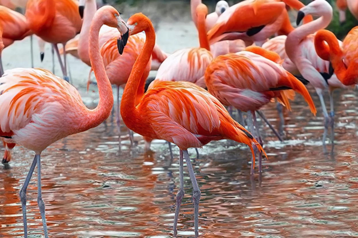 U nedjelju ZOO pleše