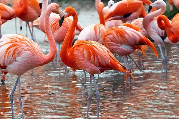 U nedjelju ZOO pleše