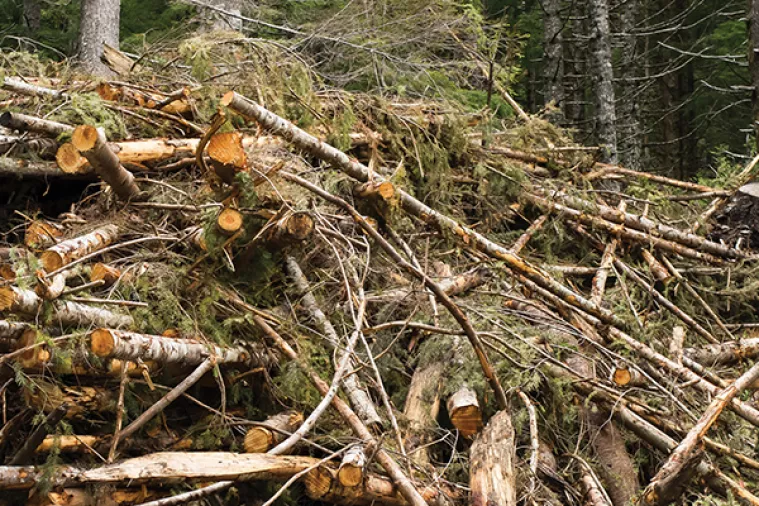 Rado&scaron;: Biomasa može biti poluga razvoja, nužna je nova energetska strategija