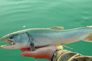 Norveška planira uvesti poreze i uzgajivačima riba