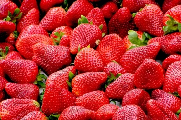 Vrgoračke jagode su sazrele, nema koga da ih bere