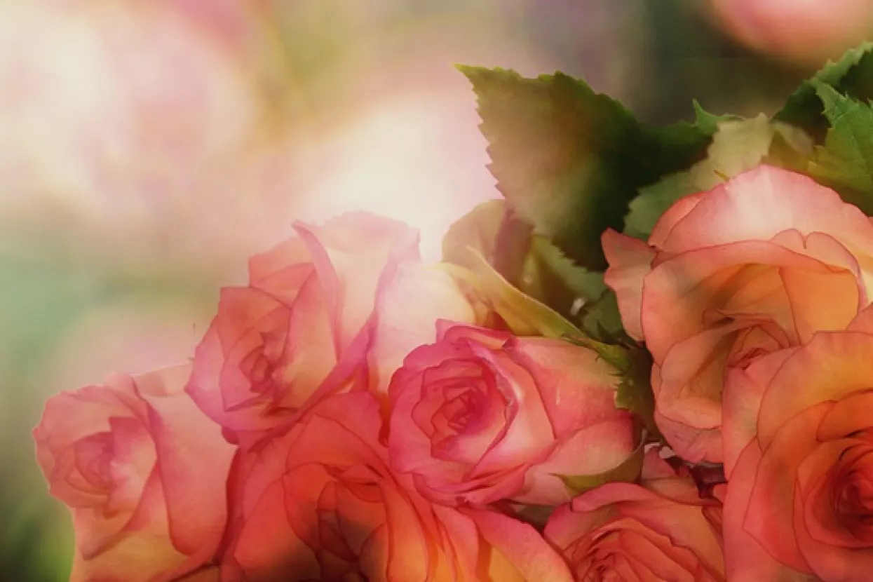 Dešifriran DNK ruže - Trebalo je 40 znanstvenika i osam godina, ali uspjeli su