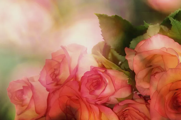 Dešifriran DNK ruže - Trebalo je 40 znanstvenika i osam godina, ali uspjeli su