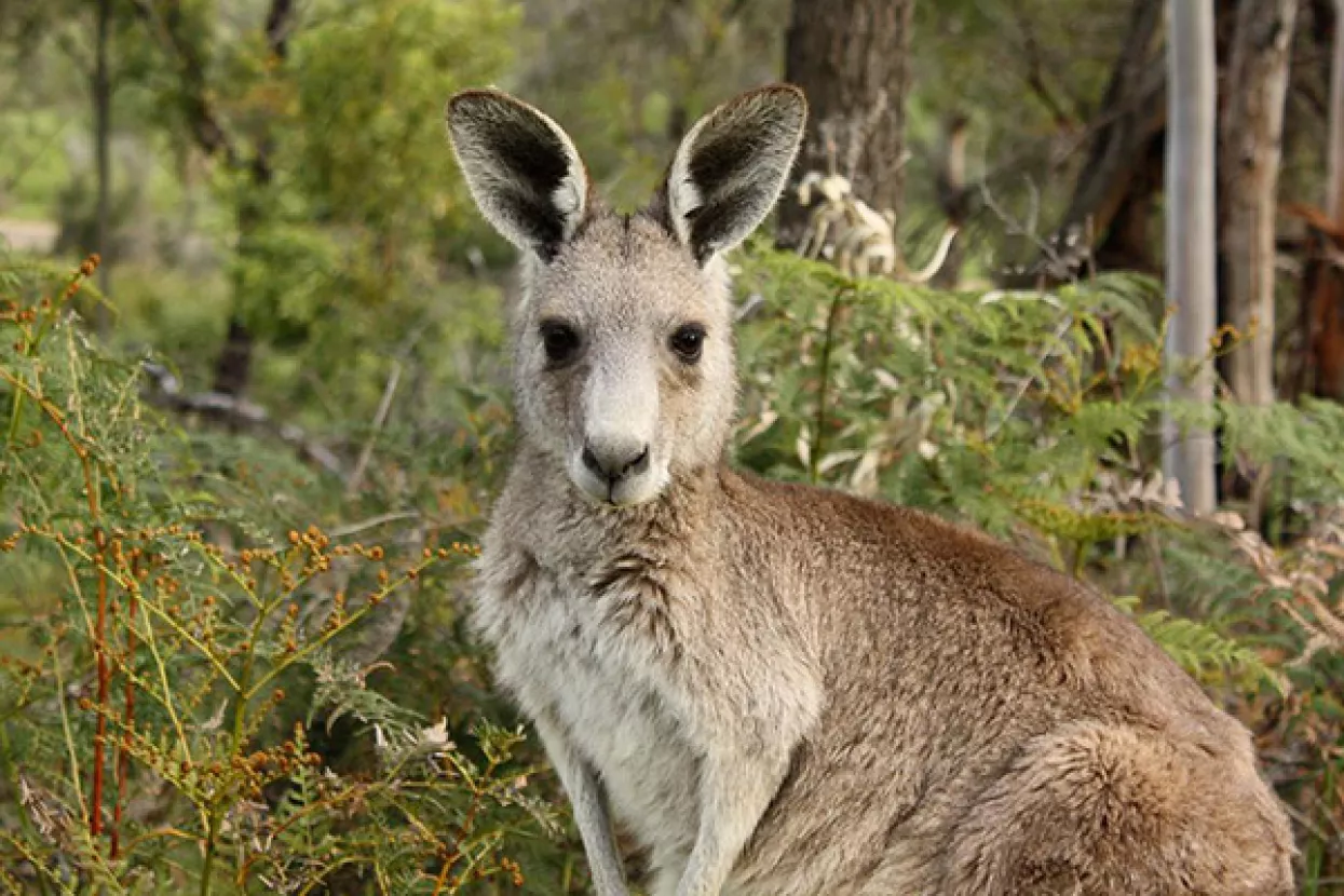 Ratoborni klokani zaluđeni mrkvom napadaju, udaraju, grebu turiste
